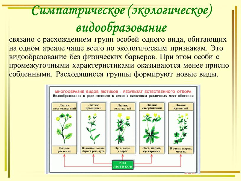 Симпатрическое (экологическое) видообразование связано с расхождением групп особей одного вида, обитающих на одном ареале чаще всего по экологическим признакам