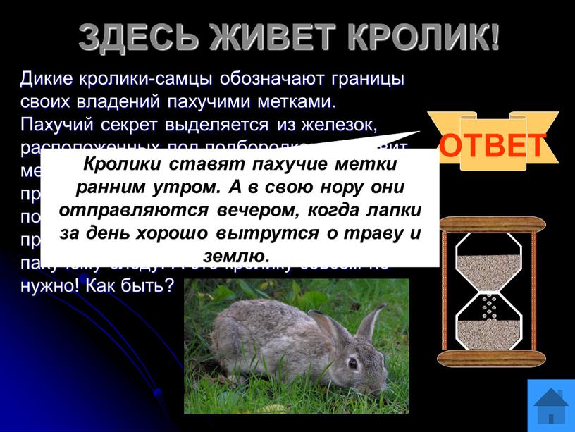 ЗДЕСЬ ЖИВЕТ КРОЛИК! Дикие кролики-самцы обозначают границы своих владений пахучими метками