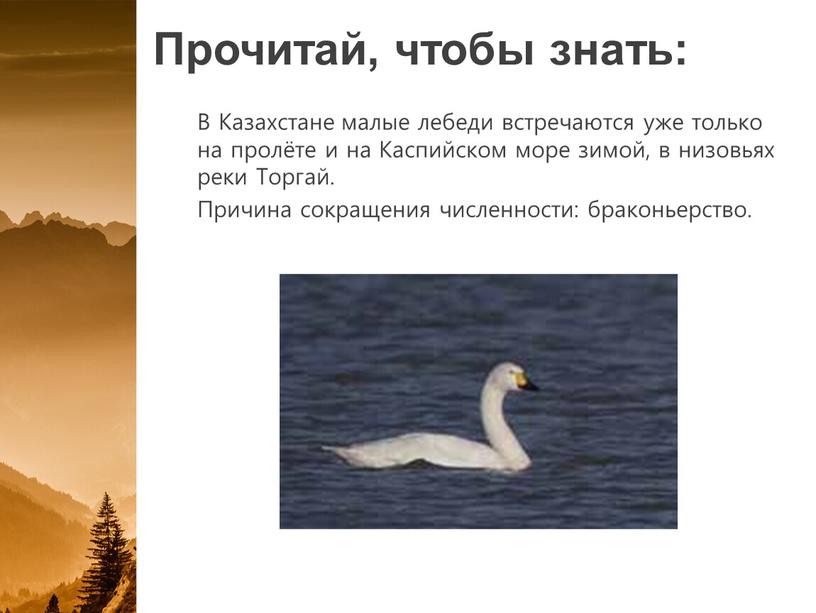 Прочитай, чтобы знать: В Казахстане малые лебеди встречаются уже только на пролёте и на