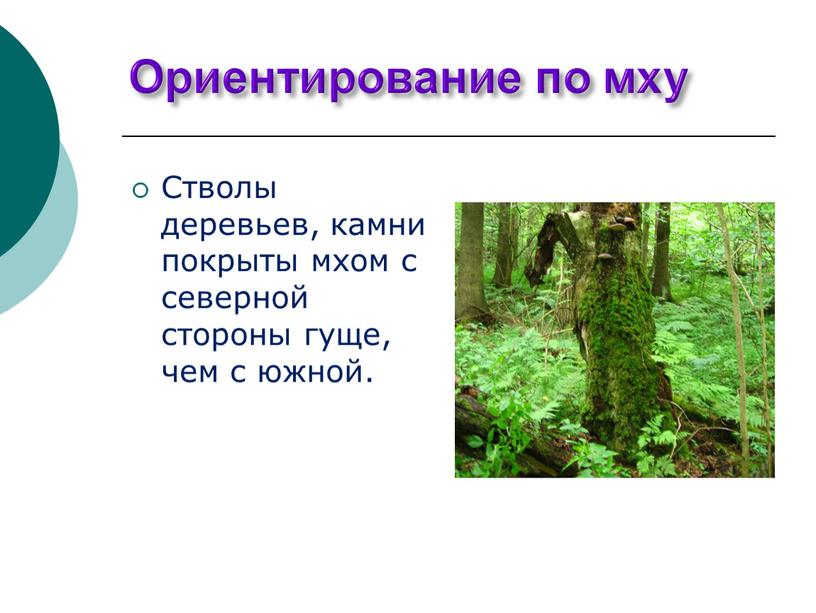 Ориентирование по мху Стволы деревьев, камни покрыты мхом с северной стороны гуще, чем с южной