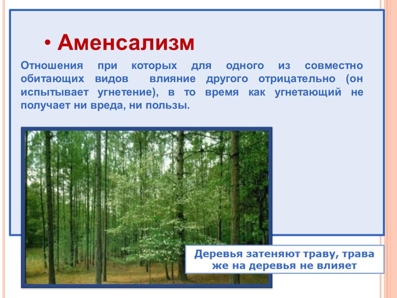 Аменсализм Отношения при которых для одного из совместно обитающих видов влияние другого отрицательно (он испытывает угнетение), в то время как угнетающий не получает ни вреда,…