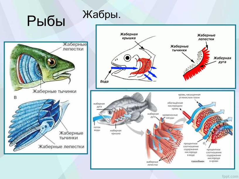 Рыбы Жабры.