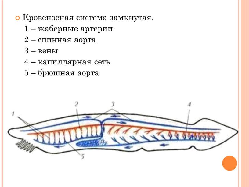 Кровеносная система замкнутая. 1 – жаберные артерии 2 – спинная аорта 3 – вены 4 – капиллярная сеть 5 – брюшная аорта