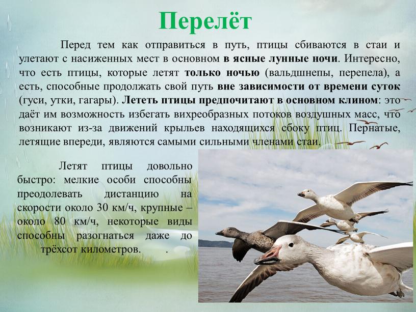 Перелёт Перед тем как отправиться в путь, птицы сбиваются в стаи и улетают с насиженных мест в основном в ясные лунные ночи