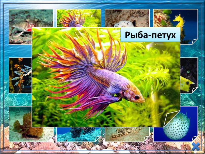 Презентация  «Необычные рыбы» (Окружающий мир,  1-4 класс)