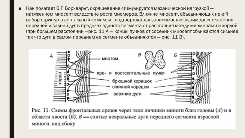 Как полагает В.Г. Борхвардт, охрящевение стимулируется механической нагрузкой — натяжением миосепт вследствие роста миомеров