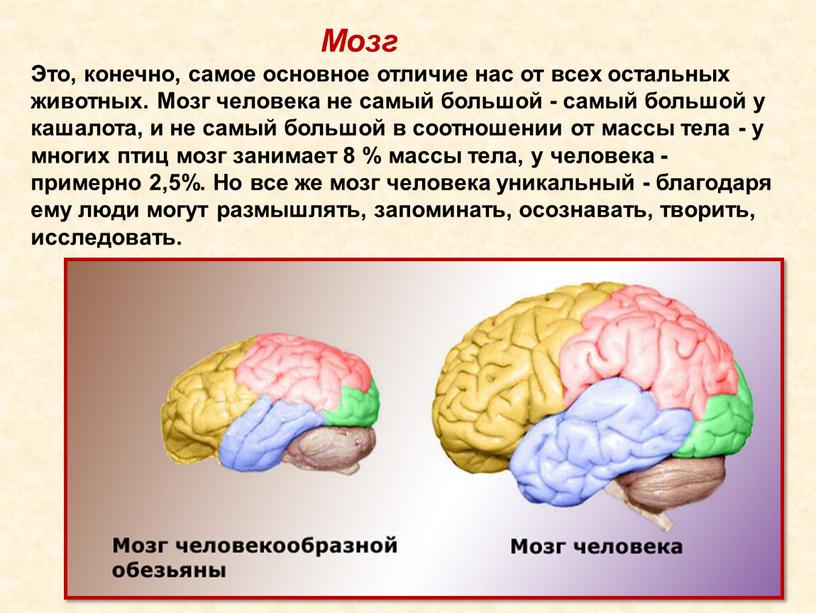 Мозг Это, конечно, самое основное отличие нас от всех остальных животных