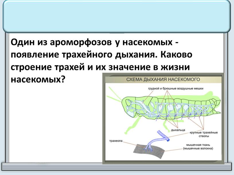 Один из ароморфозов у насекомых - появление трахейного дыхания