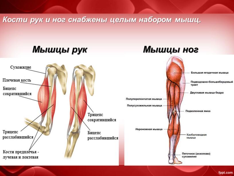 Кости рук и ног снабжены целым набором мышц