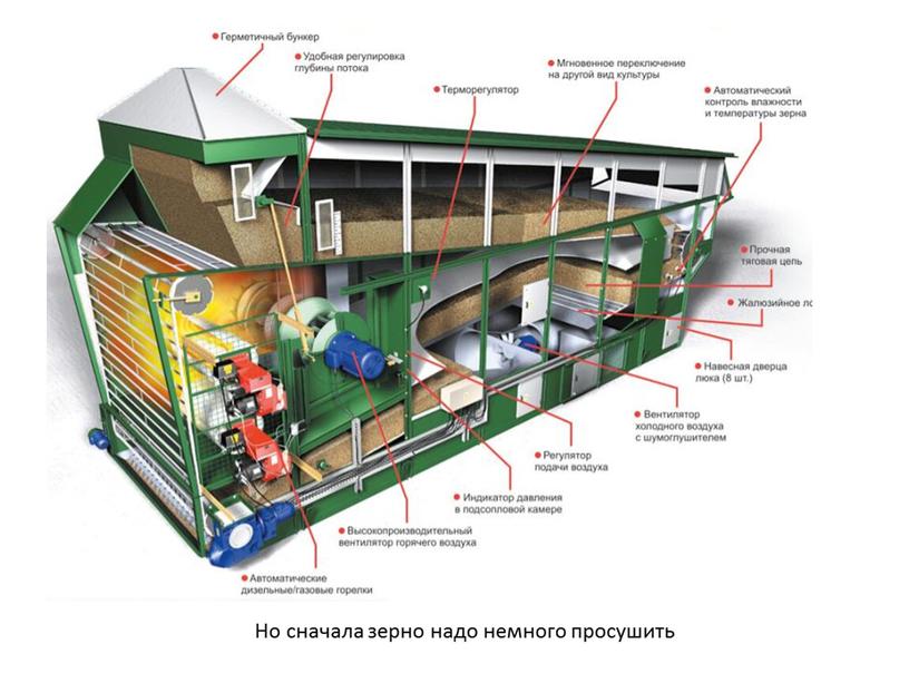 Но сначала зерно надо немного просушить