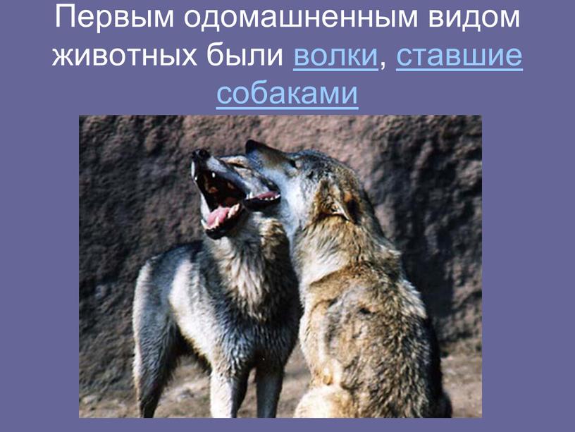 Первым одомашненным видом животных были волки, ставшие собаками