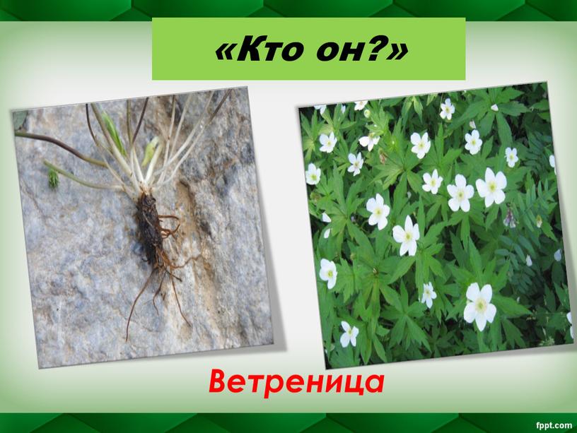 «Кто он?» Ветреница