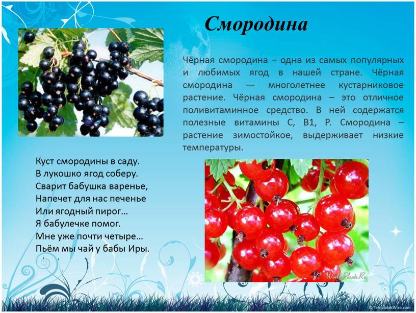 Чёрная смородина – одна из самых популярных и любимых ягод в нашей стране