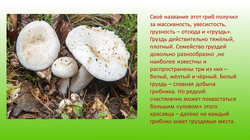 Своё название этот гриб получил за массивность, увесистость, грузность – отсюда и «груздь»