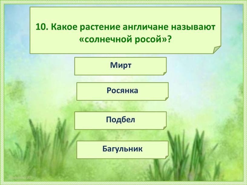 Какое растение англичане называют «солнечной росой»?