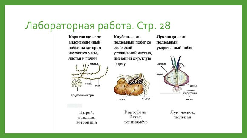 Лабораторная работа. Стр. 28