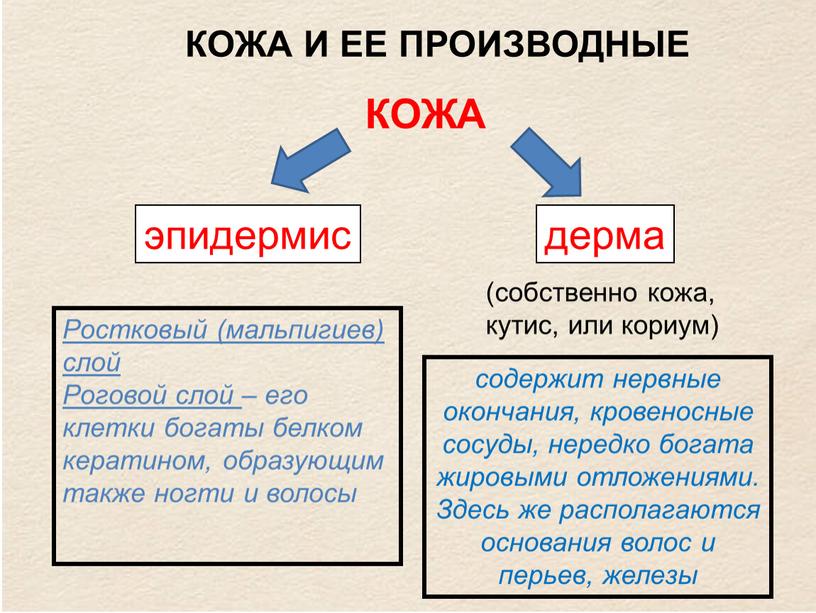 КОЖА И ЕЕ ПРОИЗВОДНЫЕ Ростковый (мальпигиев) слой