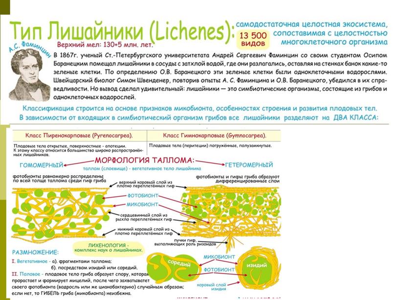 Лишайники, 7 класс, биология