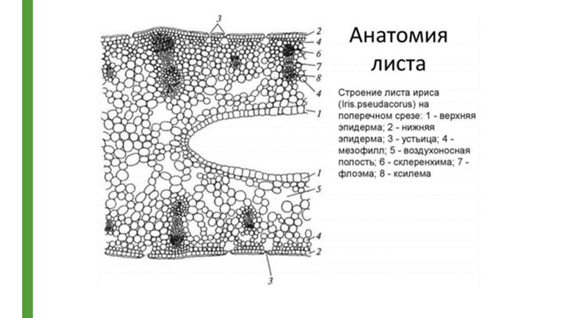 Гистологическое описание листьев однодольных