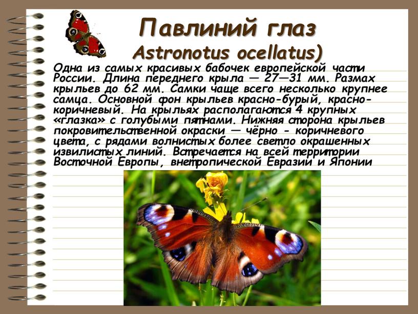 Павлиний глаз Astronotus ocellatus)
