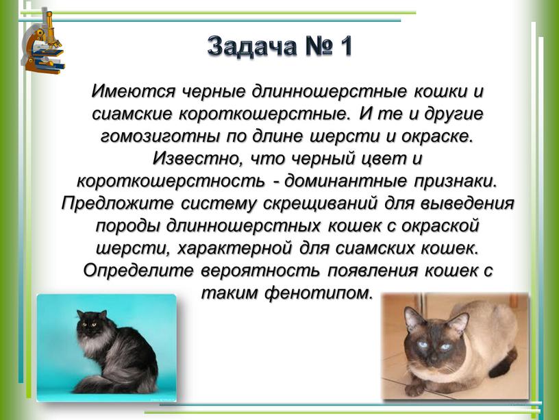 Задача № 1 Имеются черные длинношерстные кошки и сиамские короткошерстные