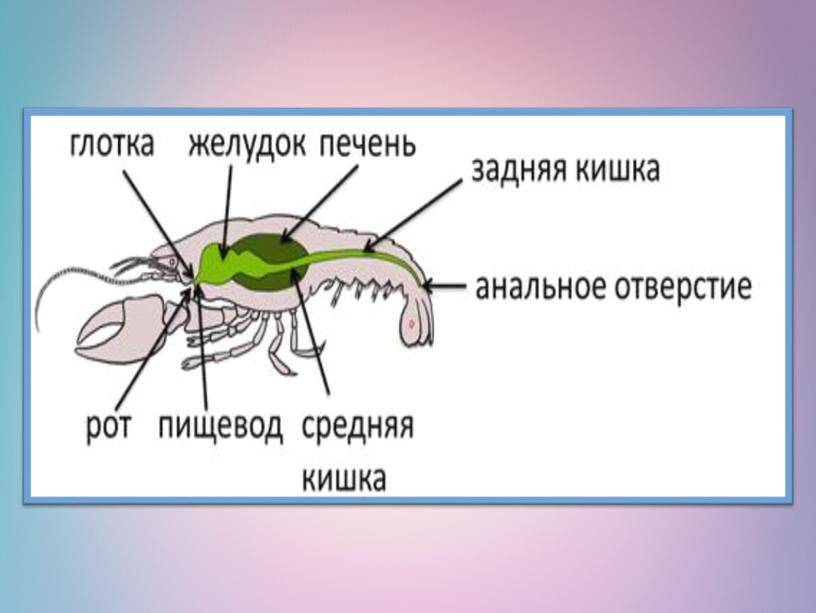 Презентация по биологии 7 класс "Органы пищеварения.  Обмен веществ и превращение энергии"