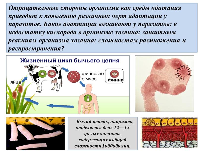 Отрицательные стороны организма как среды обитания приводят к появлению различных черт адаптации у паразитов