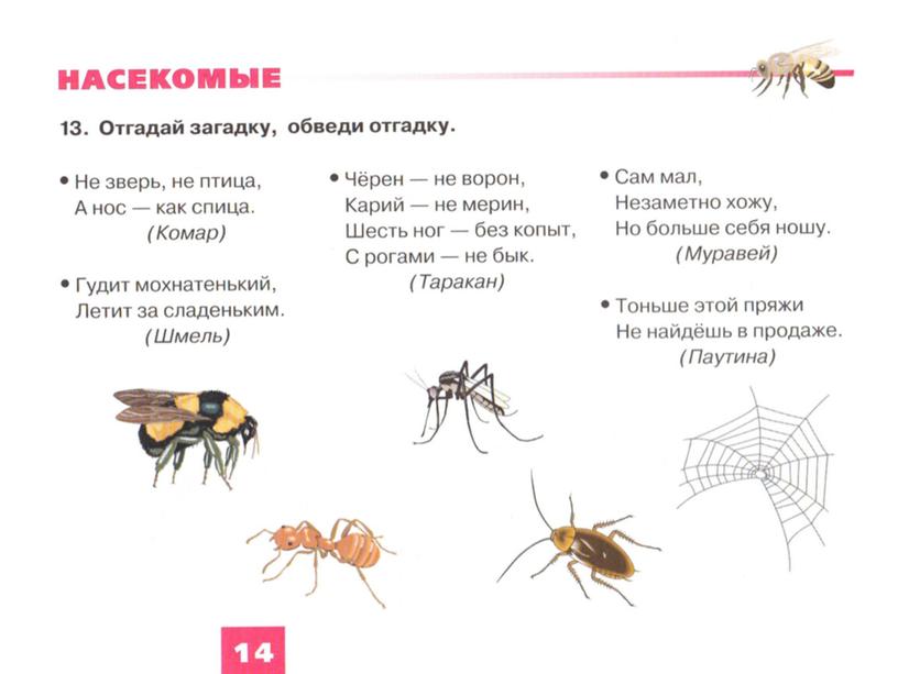 Обучающая презентация "Насекомые" для детей старшего дошкольного возраста