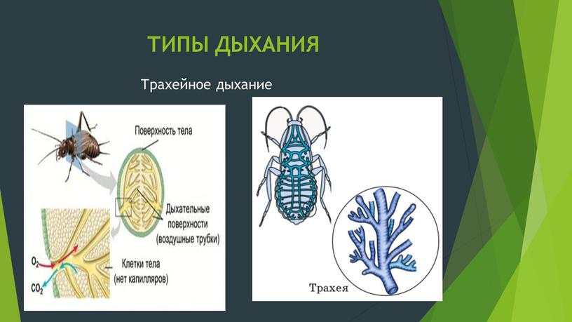 ТИПЫ ДЫХАНИЯ Трахейное дыхание