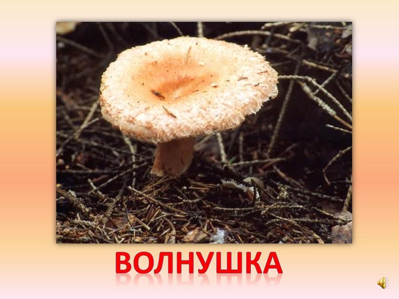 волнушка