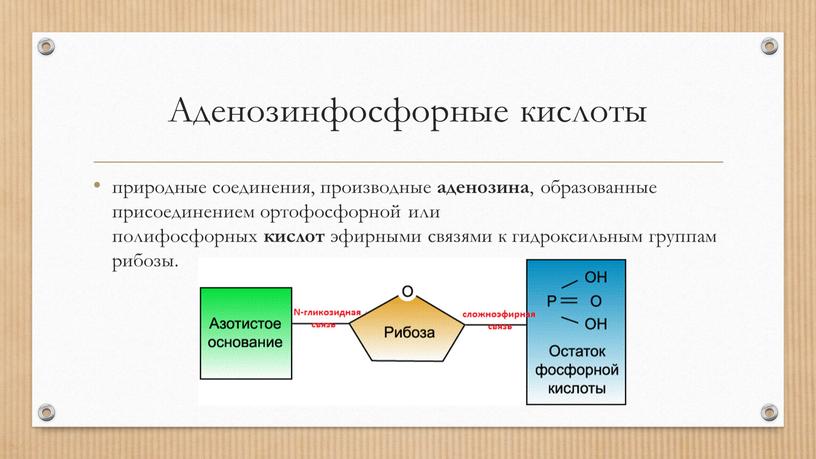 Аденозинфосфорные кислоты природные соединения, производные аденозина , образованные присоединением ортофосфорной или полифосфорных кислот эфирными связями к гидроксильным группам рибозы