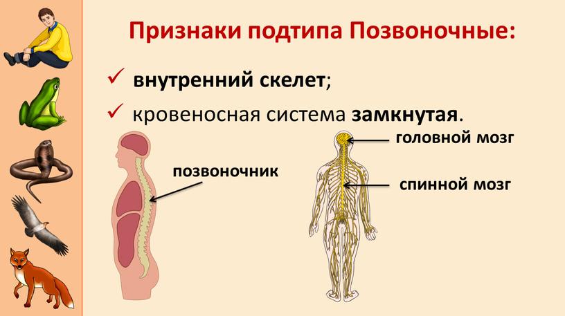 Признаки подтипа Позвоночные: позвоночник головной мозг спинной мозг