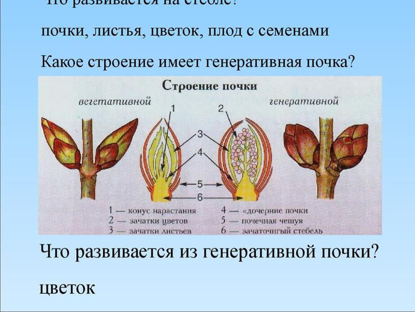 Царства растений