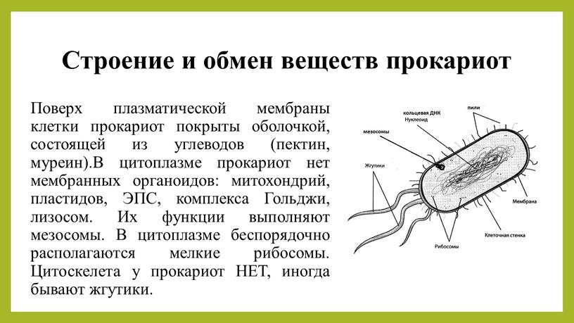 Строение и обмен веществ прокариот