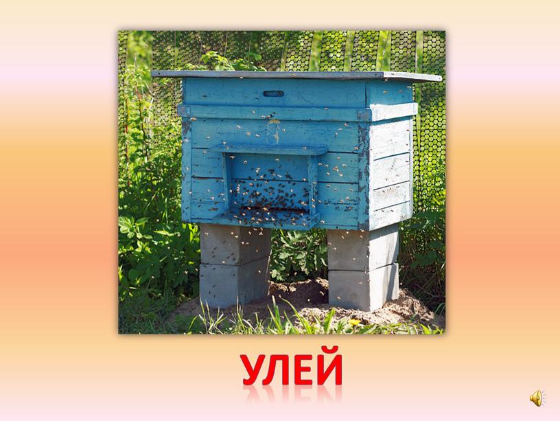 улей