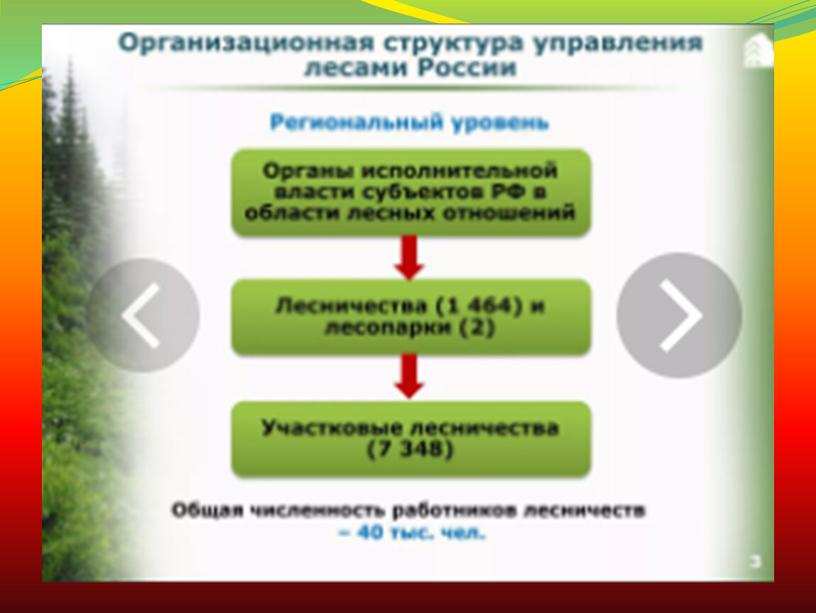 Организация государственного управления лесным хозяйством РФ.