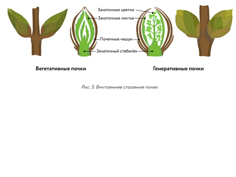 Строение почек растений, 6 класс, биология