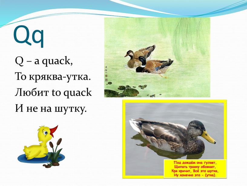 Qq Q – a quack, То кряква-утка