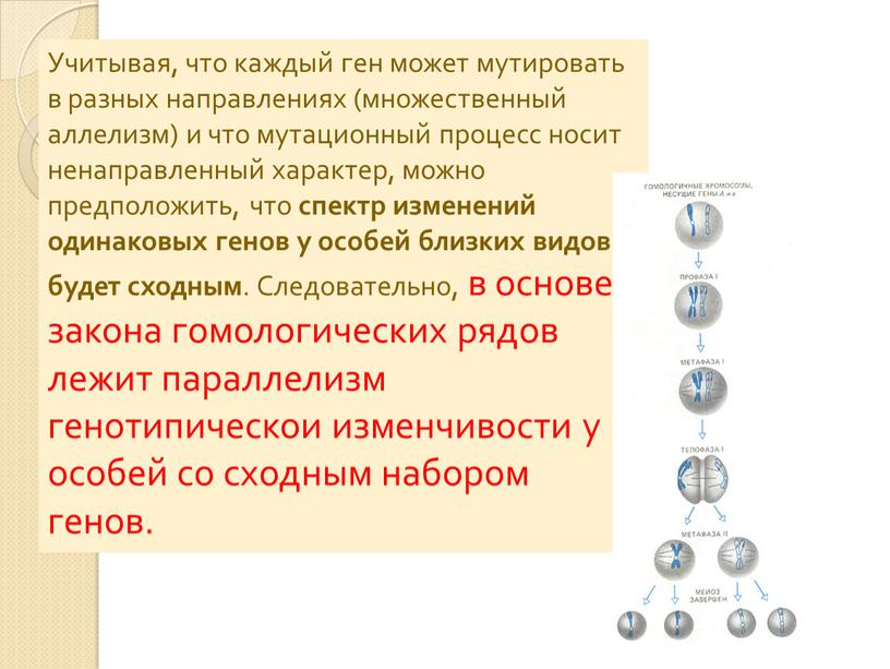 Учитывая, что каждый ген может мутировать в разных направлениях (множественный аллелизм) и что мутационный процесс носит ненаправленный характер, можно предположить, что спектр изменений одинаковых генов…