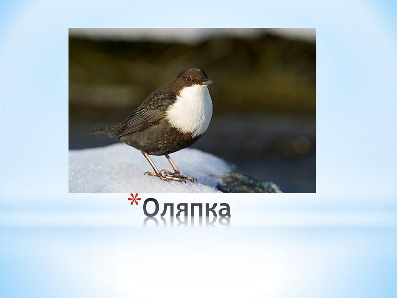 Оляпка