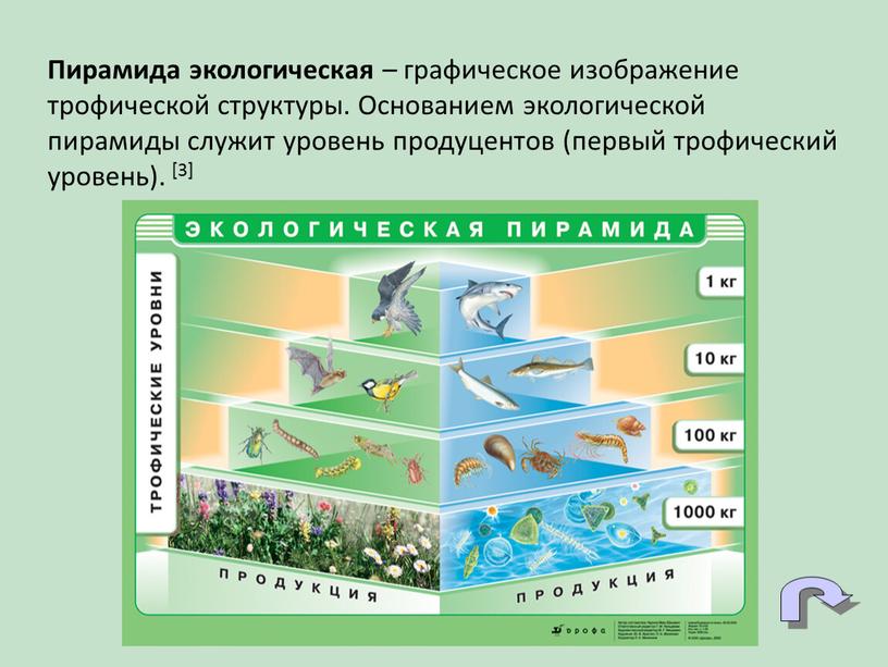 Пирамида экологическая – графическое изображение трофической структуры