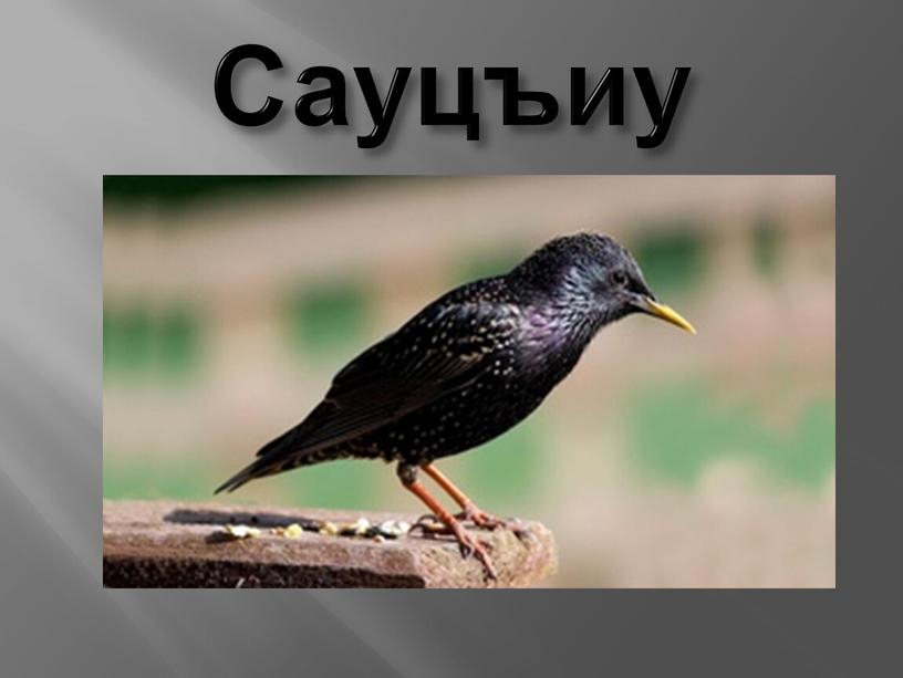 Сауцъиу