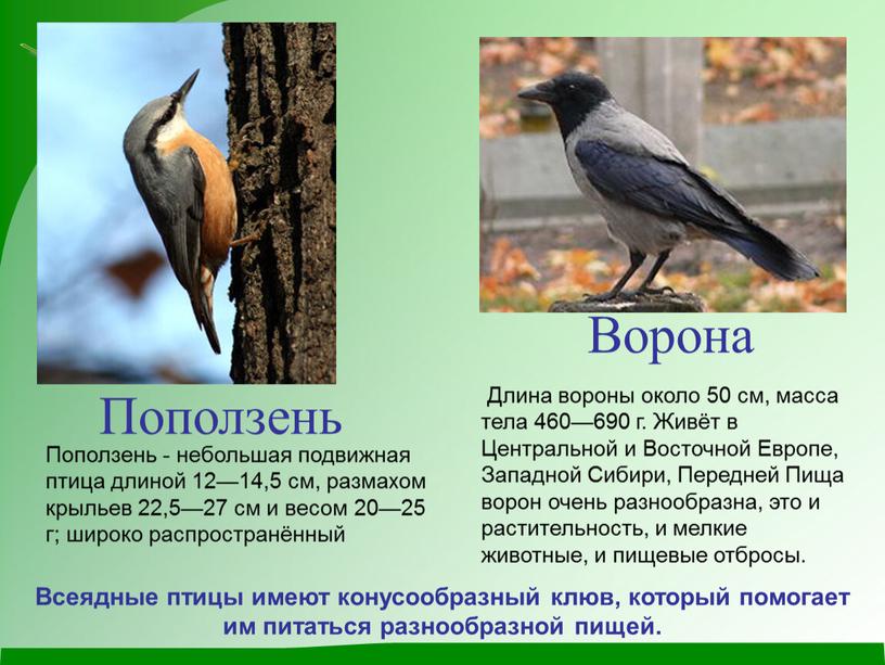 Длина вороны около 50 см, масса тела 460—690 г