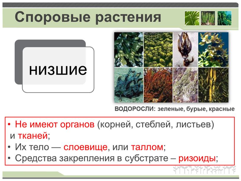 Споровые растения Не имеют органов (корней, стеблей, листьев) и тканей;