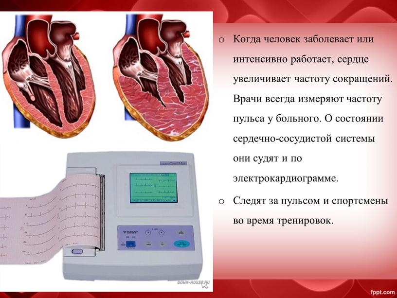 Когда человек заболевает или интенсивно работает, сердце увеличивает частоту сокращений