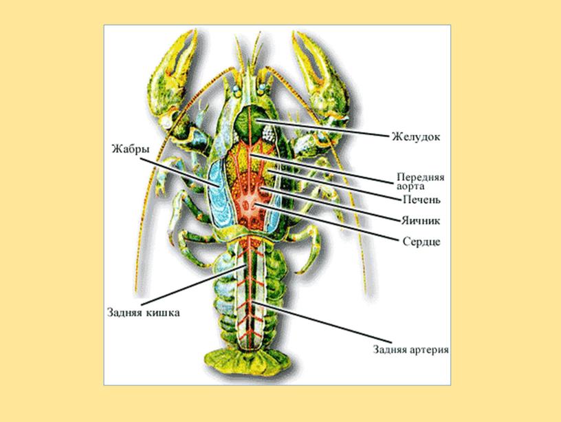 Презентация по биологии на тему Тип Членистоногие. Класс Ракообразные