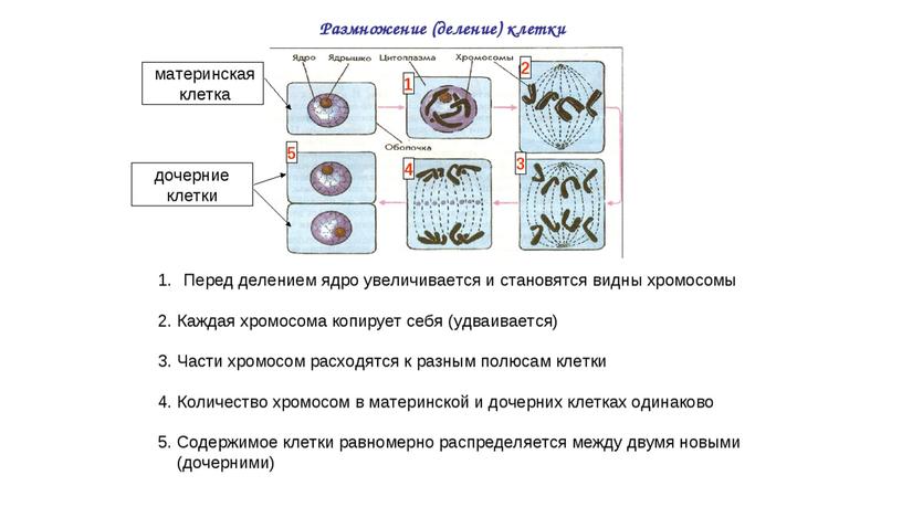 Строение и жизнедеятельность растительной клетки