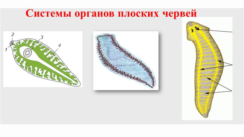 Системы органов плоских червей