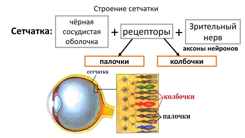 Строение сетчатки Сетчатка: чёрная сосудистая оболочка рецепторы + палочки колбочки