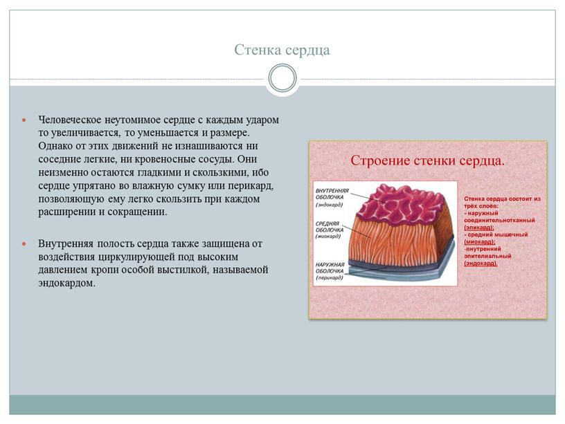 Стенка сердца Человеческое неутомимое сердце с каждым ударом то увеличивается, то уменьшается и размере